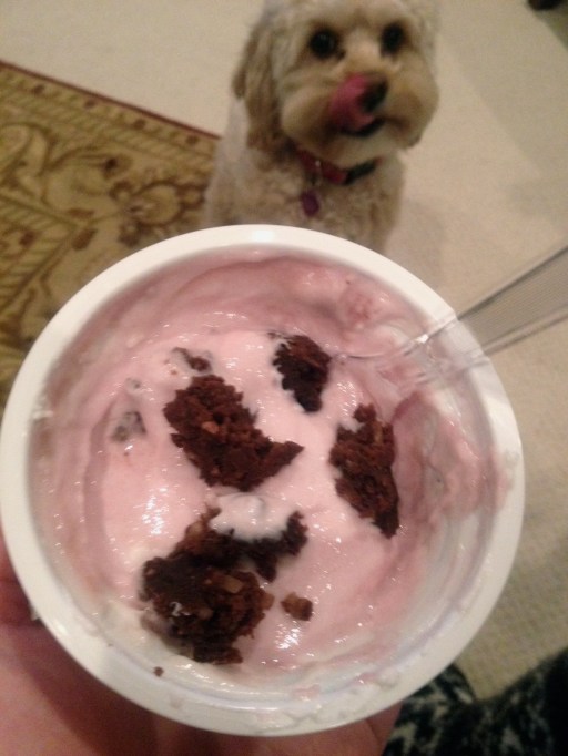 dogphotobombyogurt